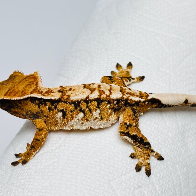 노멀 트라이 익스트림할리퀸 텐저린