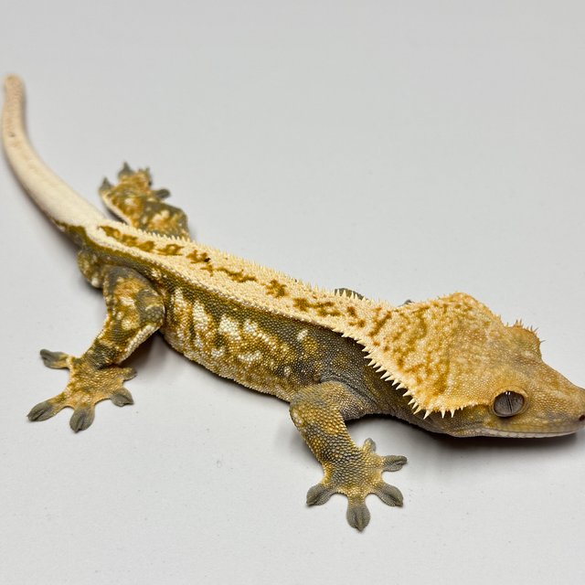 노멀 트라이 풀핀