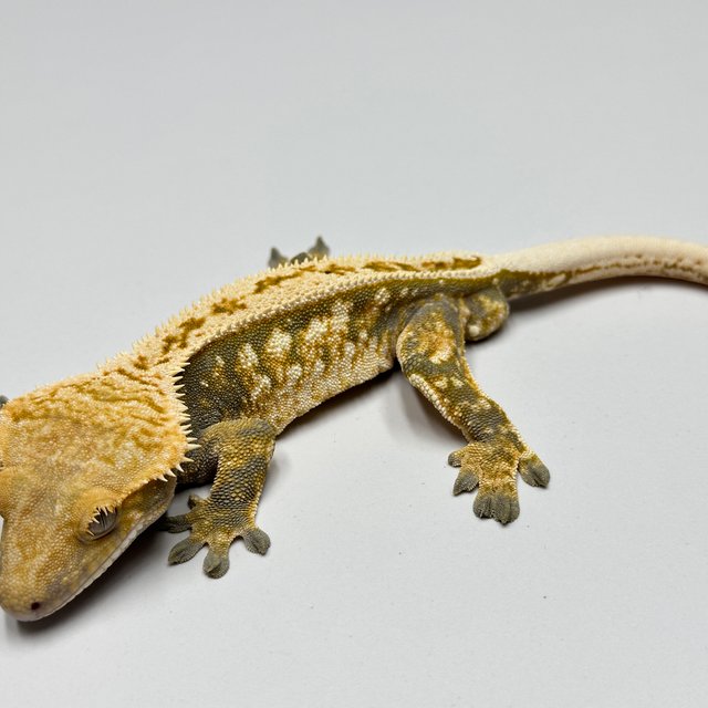 노멀 풀핀 트라이