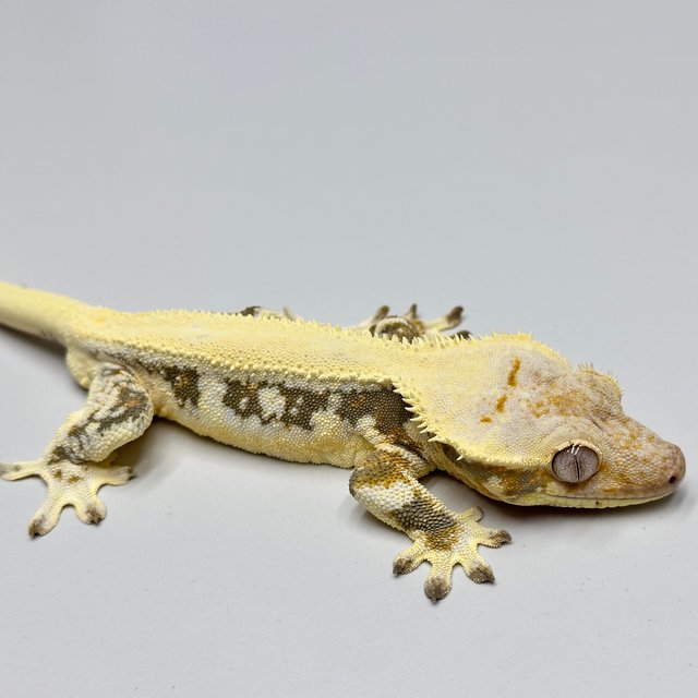 릴리화이트 솔리드백