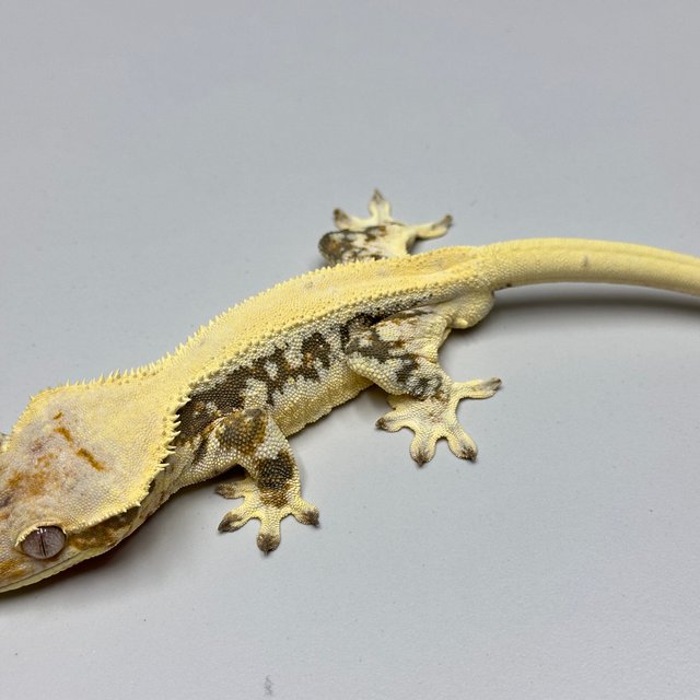 릴리화이트 솔리드백