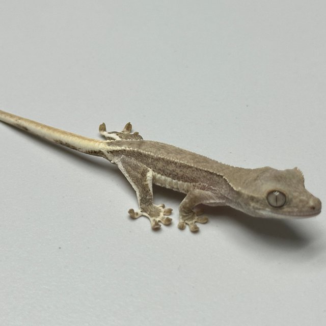 릴리화이트 팬텀