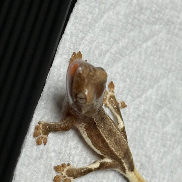 릴리화이트 팬텀