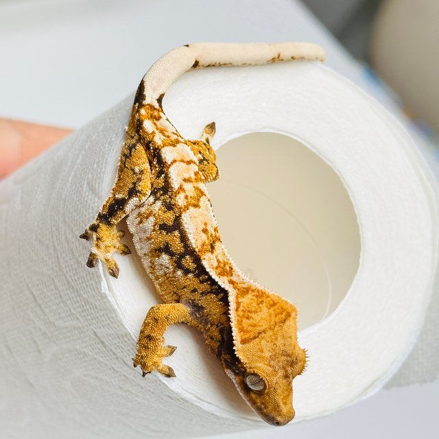 노멀 트라이 익스트림할리퀸 텐저린