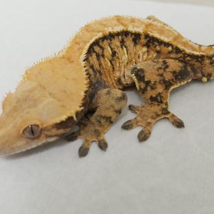 트라이 익스트림할리퀸 텐저린