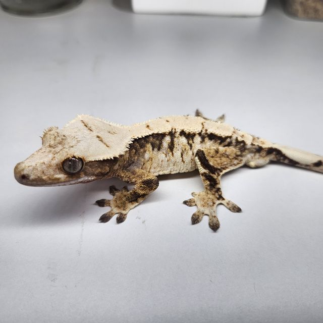 트라이 화이트스팟