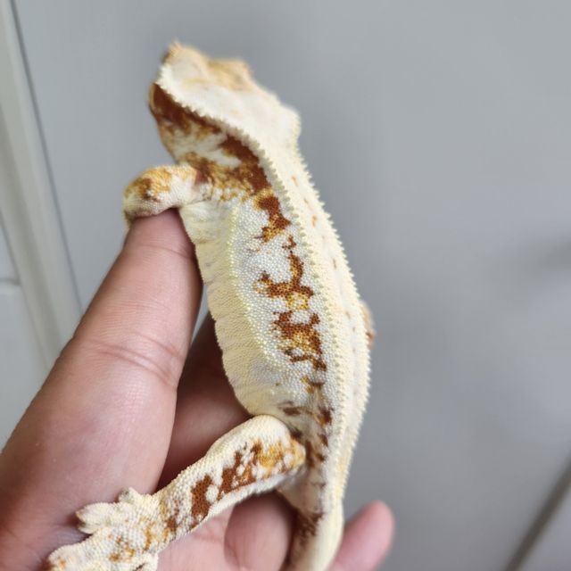 릴리화이트 트라이