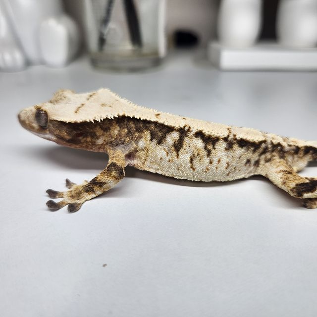 트라이 화이트스팟