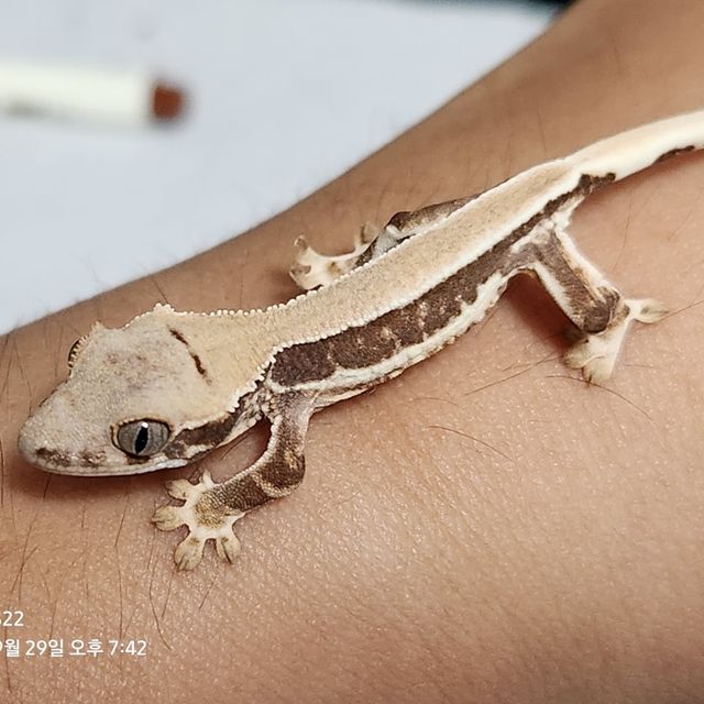 솔리드백 릴리화이트