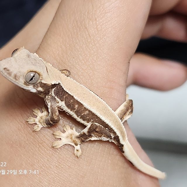 솔리드백 릴리화이트