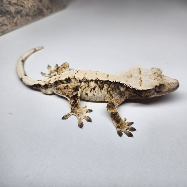 트라이 화이트스팟