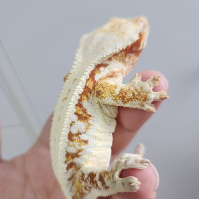 릴리화이트 트라이