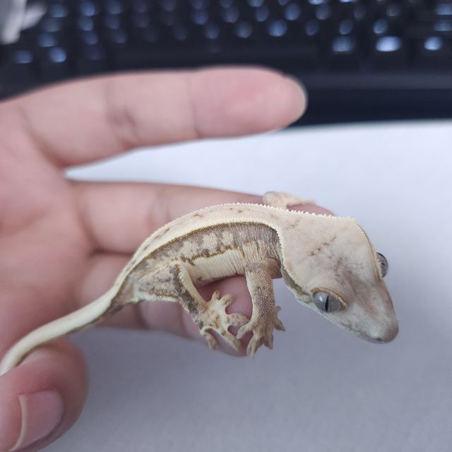 트라이