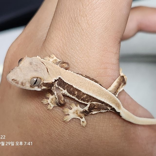솔리드백 릴리화이트