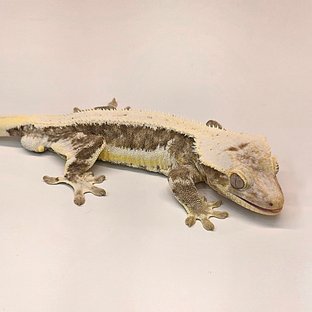 릴잔틱 (부)