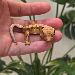트라이