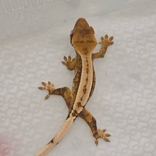 트라이