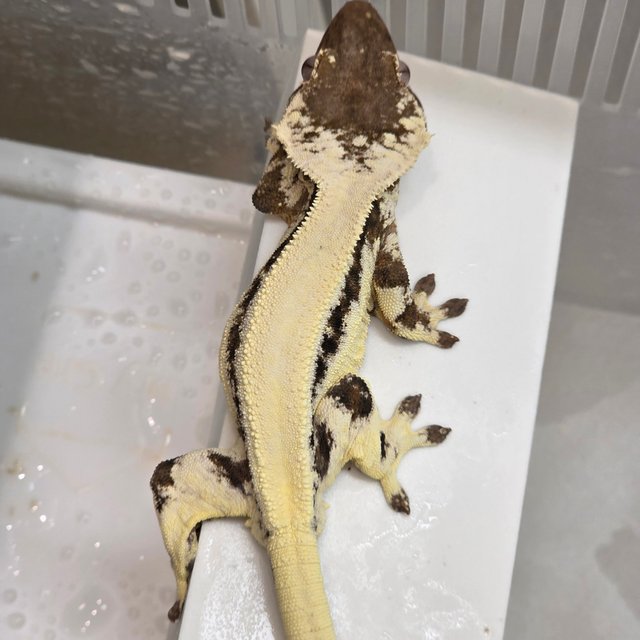 100%헷아잔틱 릴리 세이블