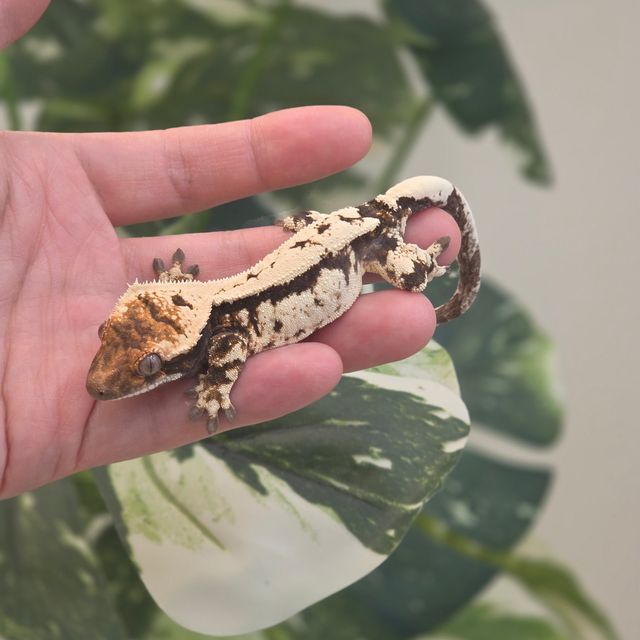 세이블