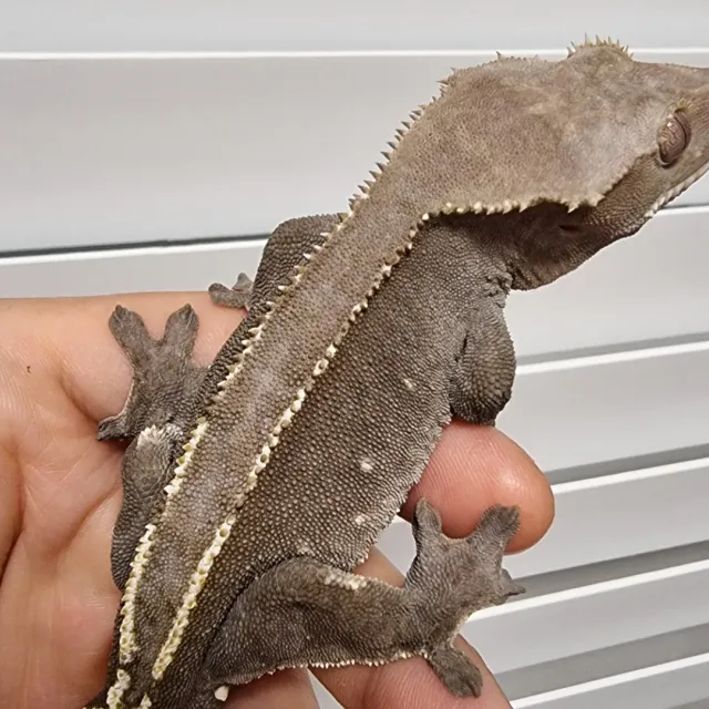 아잔틱