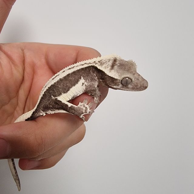 릴잔틱