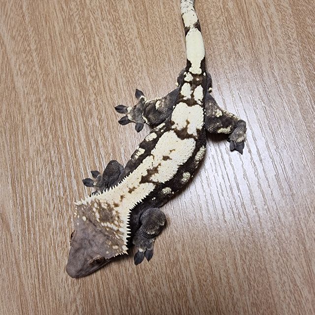 세이블