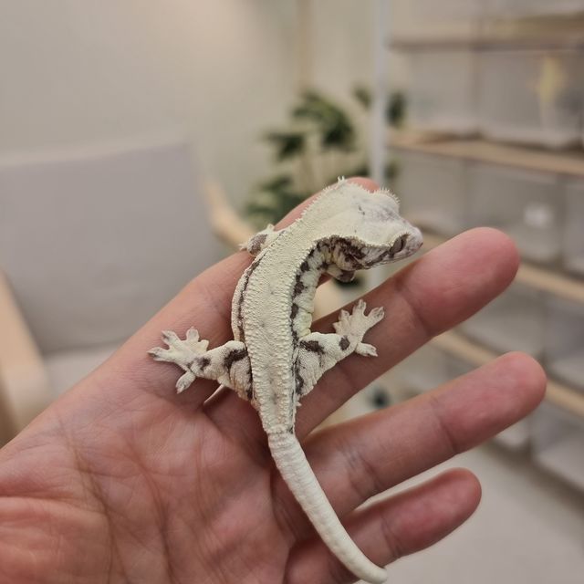 릴리 세이블