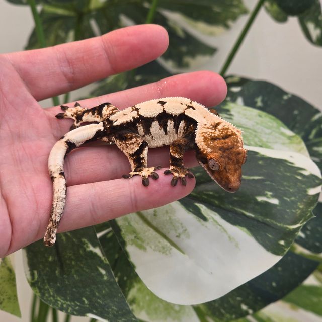 세이블
