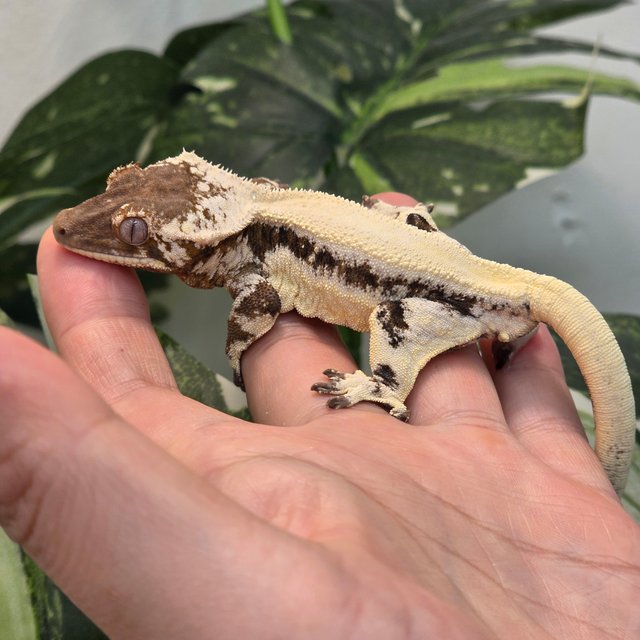 100%헷아잔틱 릴리 세이블