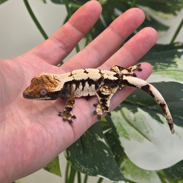 세이블