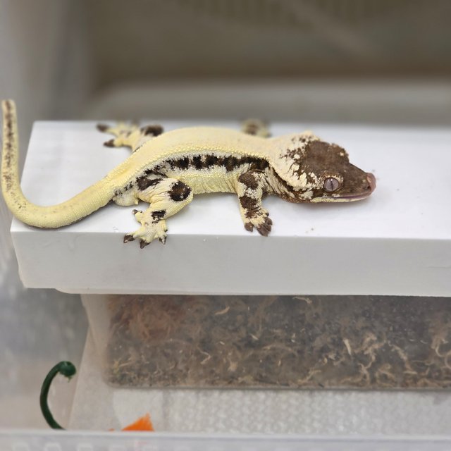 100%헷아잔틱 릴리 세이블