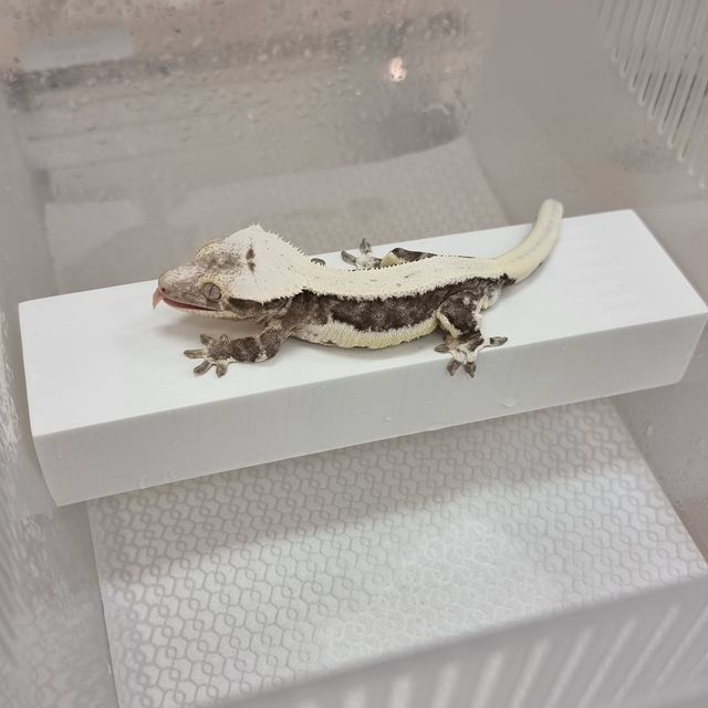 릴잔틱