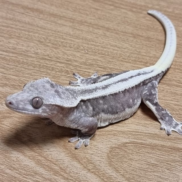 릴잔틱