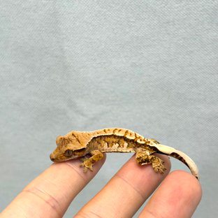 텐저린베이비🧡