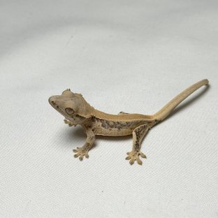 릴리화이트 솔리드백