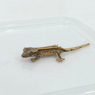 Spt베이비✨