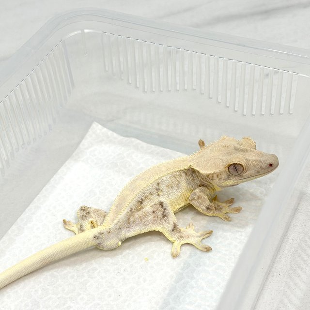 릴리화이트 솔리드백