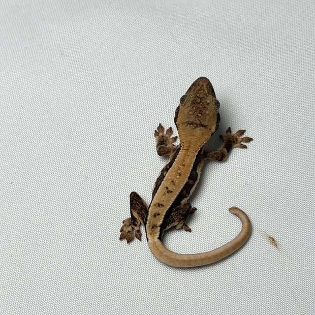 릴리화이트 화이트스팟