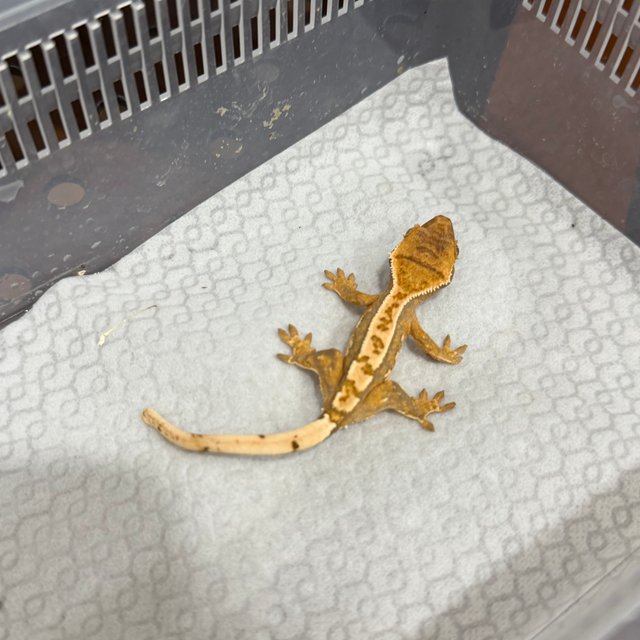 노멀 트라이 텐저린