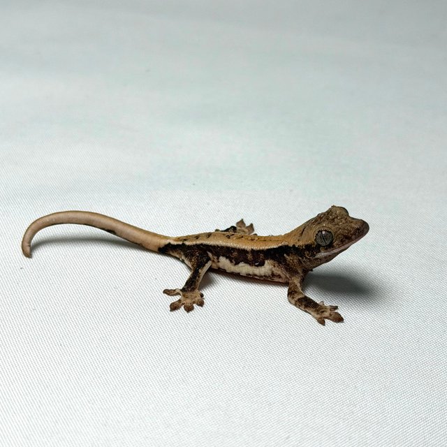 릴리화이트 화이트스팟