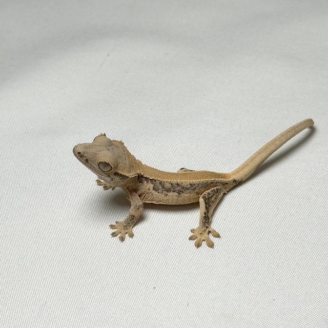 릴리화이트 솔리드백