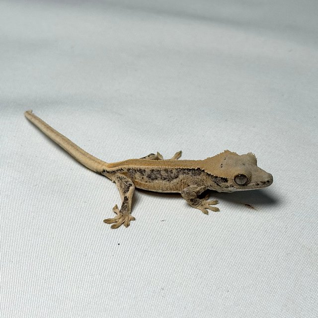 릴리화이트 솔리드백