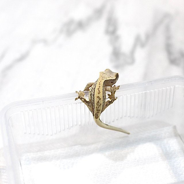 노멀 쿼드 풀핀