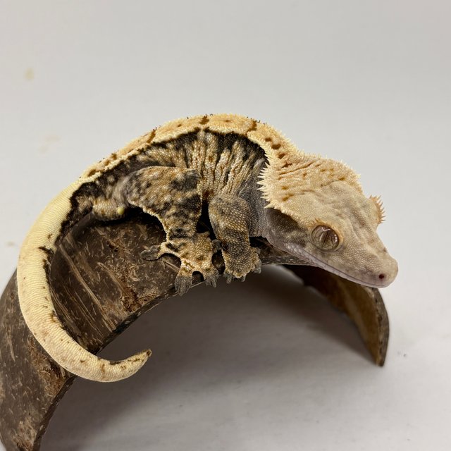 노멀 트라이 익스트림할리퀸 드리피 화이트스팟