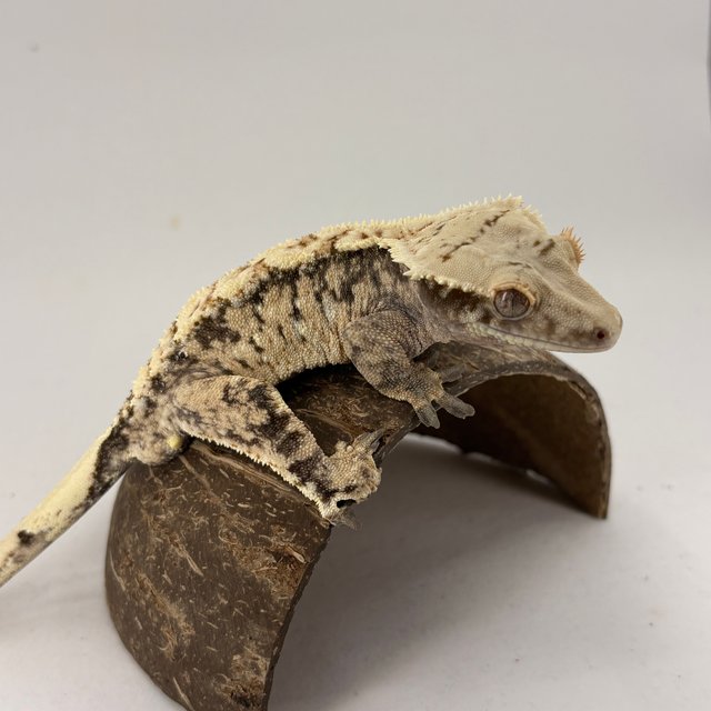 노멀 트라이 익스트림할리퀸 화이트스팟