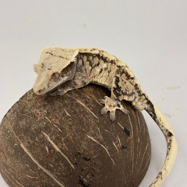 노멀 트라이 익스트림할리퀸 화이트스팟