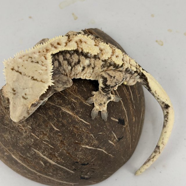 노멀 트라이 익스트림할리퀸 화이트스팟