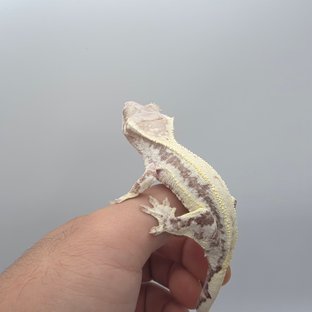 프라푸치노