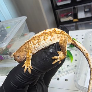 노멀 트라이 익스트림할리퀸