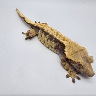 트라이 화이트스팟 익스트림할리퀸